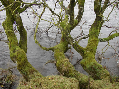 moss covered trunks